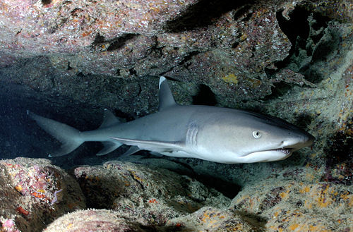 Whitetip reef shark